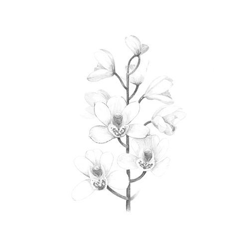 シンビジウム花エキス