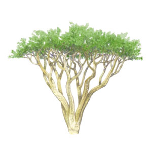 フランキンセンス油