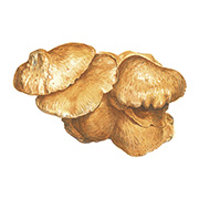 マッシュルームエキス