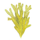 ウラボシヤハズエキス