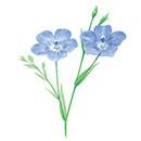 リヌムアルピヌムエキス