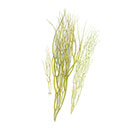 マリンバンブーエキス