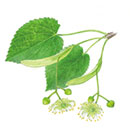 ナツボダイジュ花水