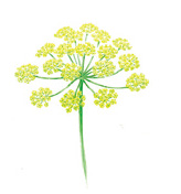 FENNEL
