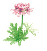 GERANIUM