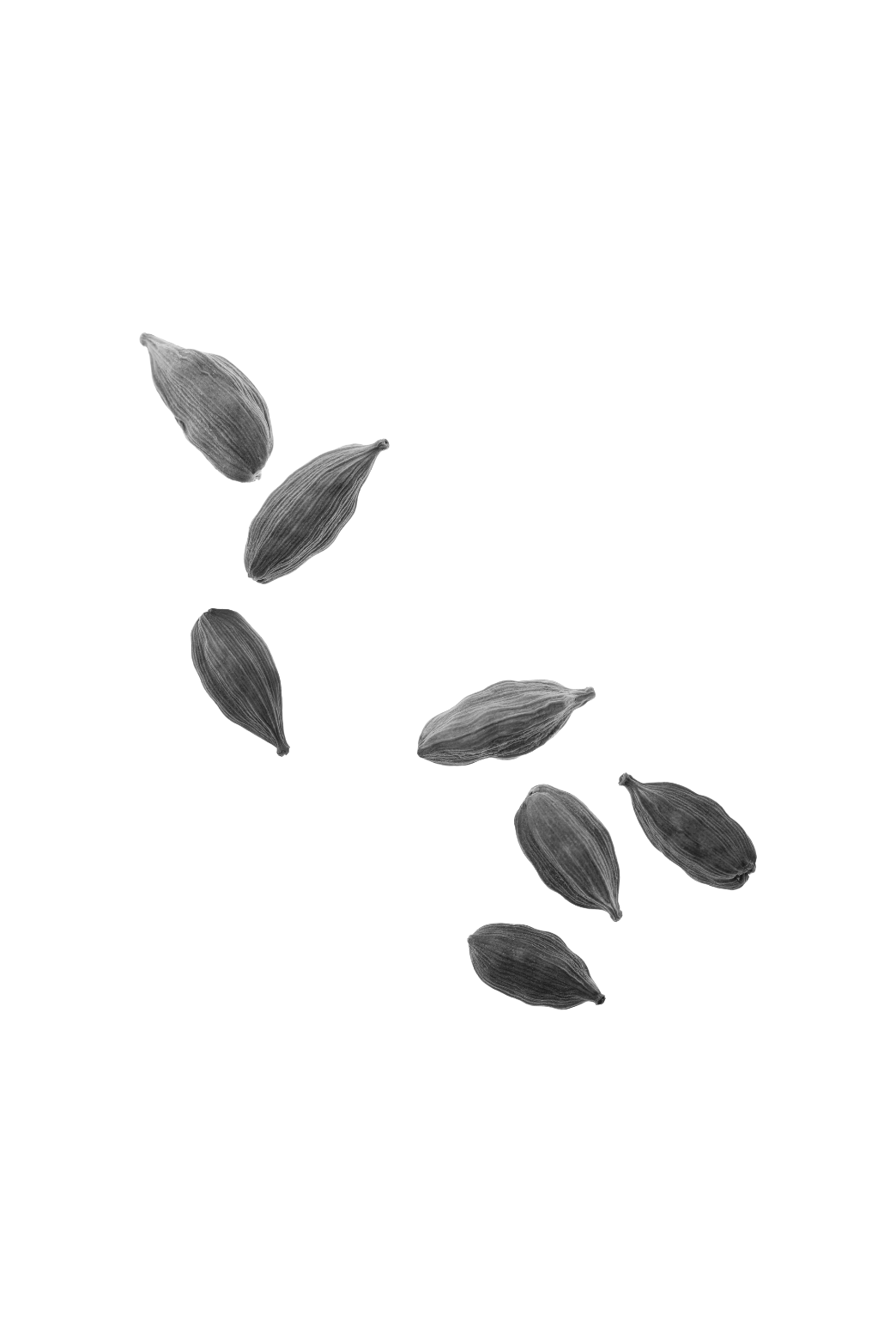 Seed