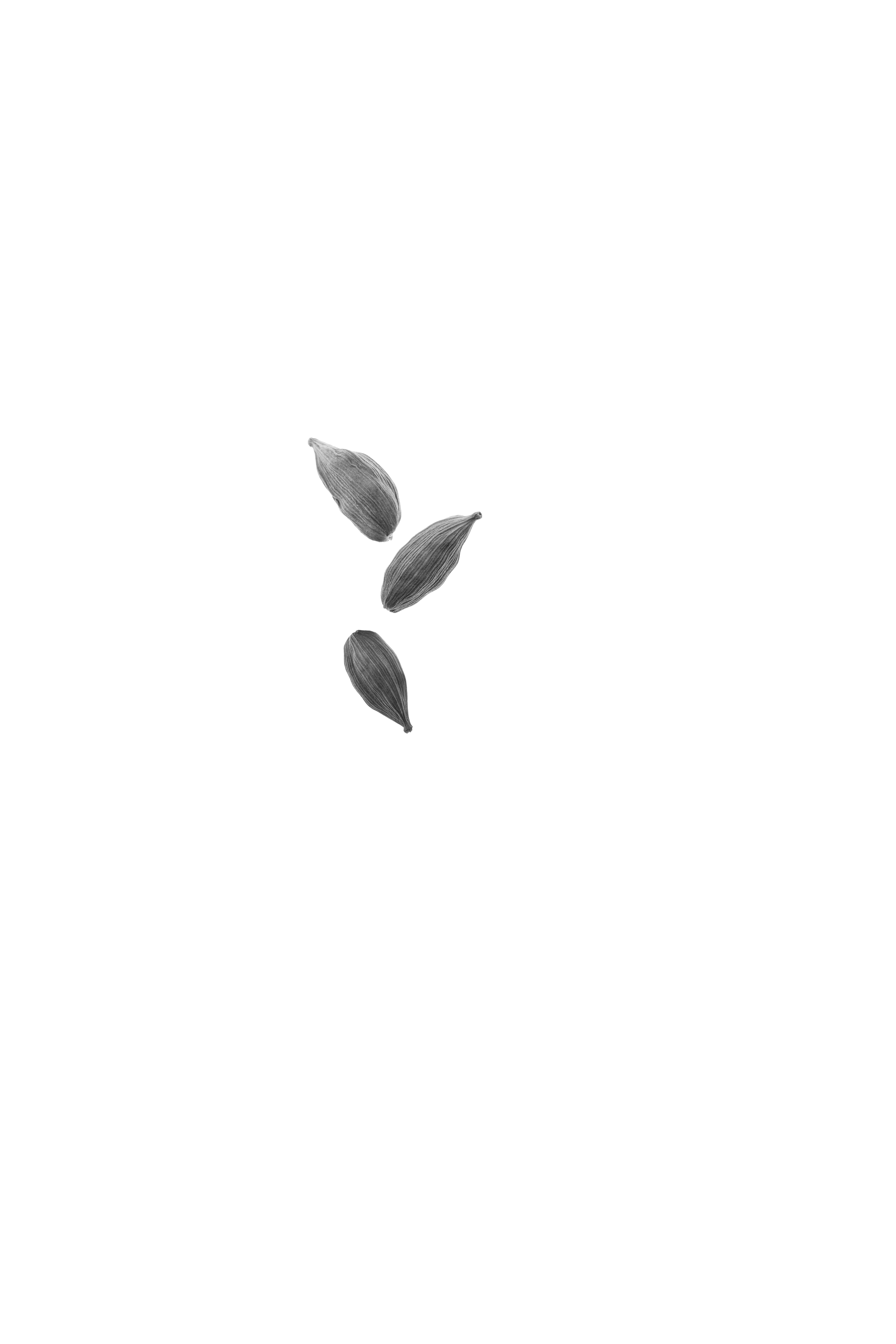 Seed