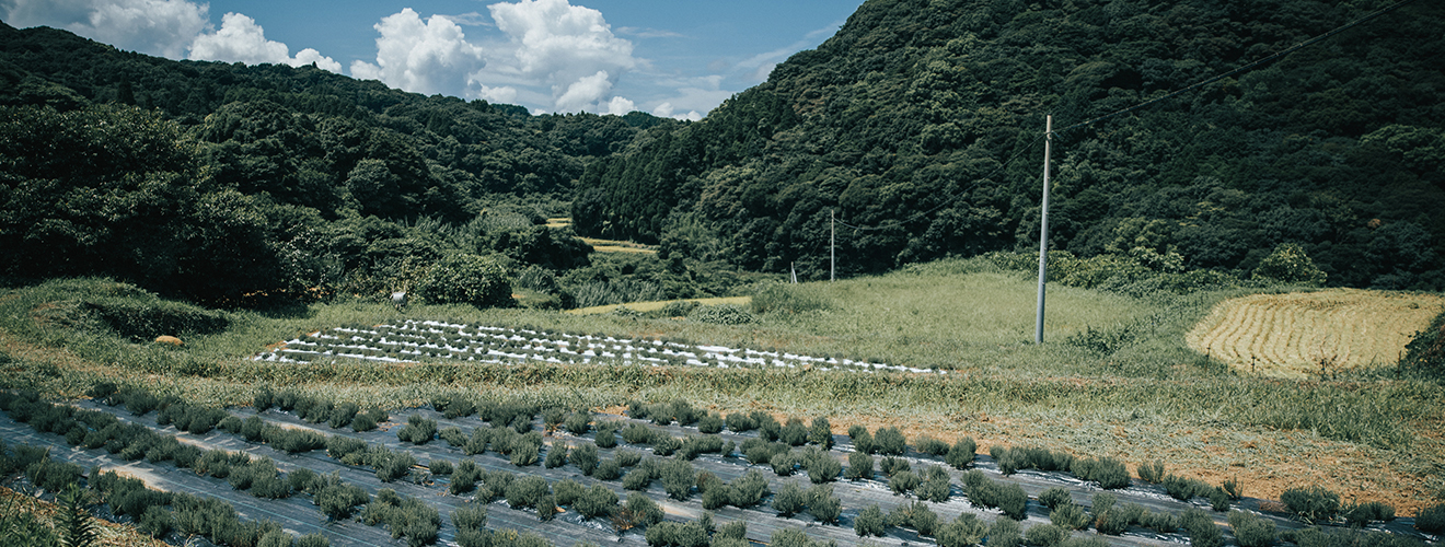 THREE Aroma Distillery ハーブガーデン 佐賀