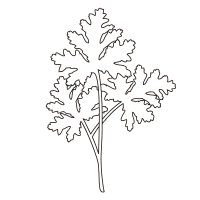 THREE 2026 SPRING COLLECTION 精油 THREE ハーブガーデン発 ゼラニウム油