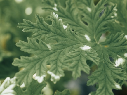 THREE 2026 SPRING COLLECTION 熊本県南阿蘇産 ゼラニウム精油 2