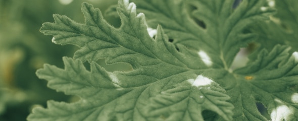 THREE 2026 SPRING COLLECTION 熊本県南阿蘇産 ゼラニウム精油