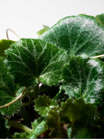 THREE バランシング バリア ブライトニング セラム ユキノシタエキス