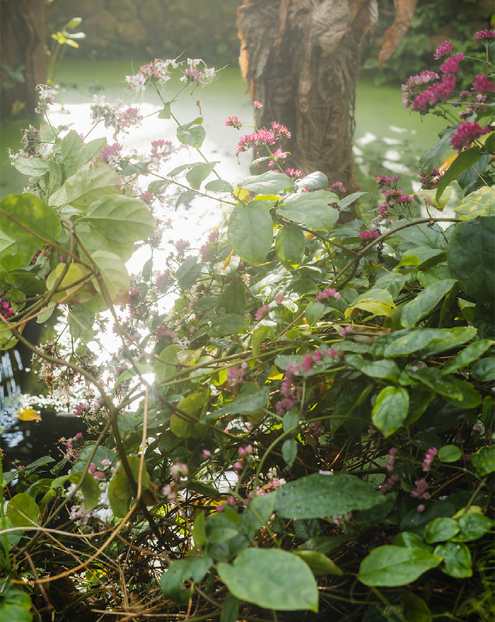 THREE THE ROOM OF (IN) SCENTS 京都府立植物園 LIGHT CYCLES KYOTO 観覧温室 昼 1