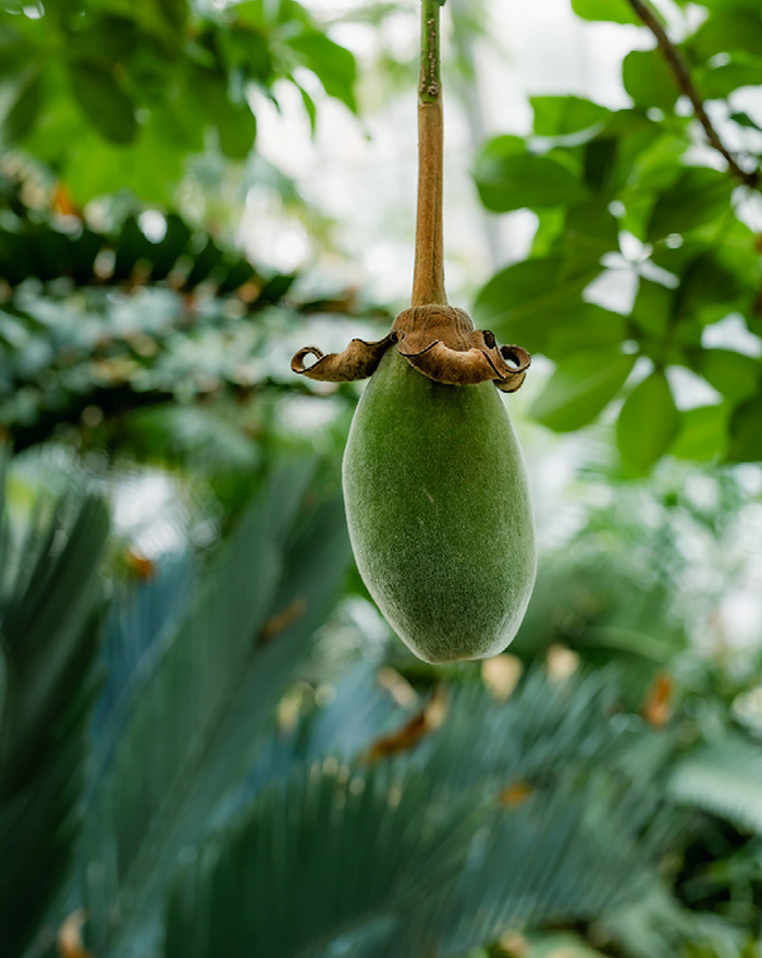 THREE THE ROOM OF (IN) SCENTS 京都府立植物園 LIGHT CYCLES KYOTO 観覧温室 昼 2