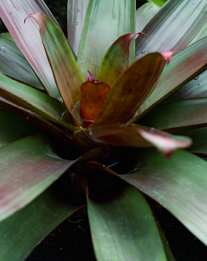 THREE THE ROOM OF (IN) SCENTS 京都府立植物園 LIGHT CYCLES KYOTO 観覧温室 昼 3