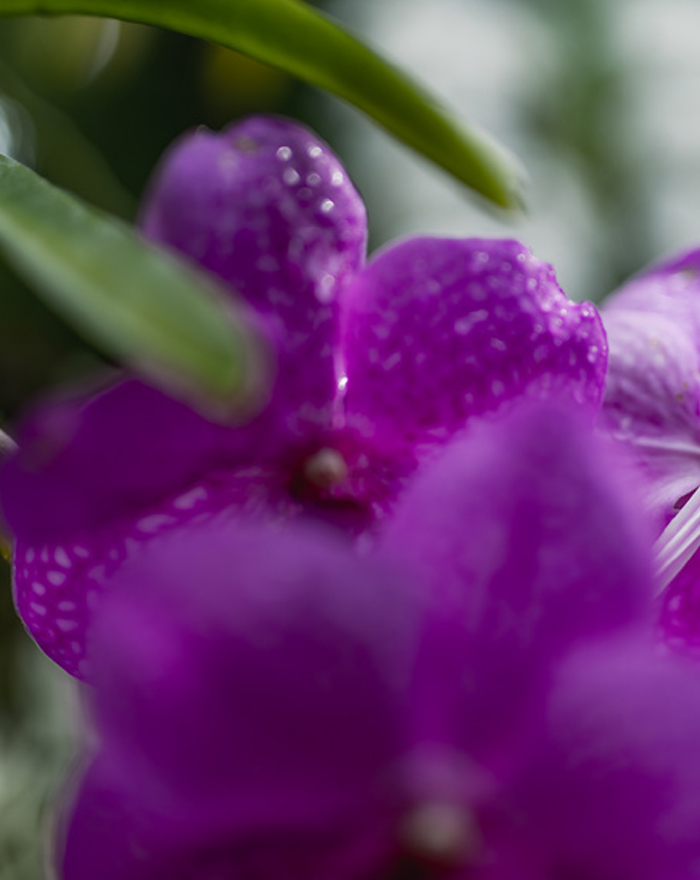 THREE THE ROOM OF (IN) SCENTS 京都府立植物園 LIGHT CYCLES KYOTO 観覧温室 昼 4