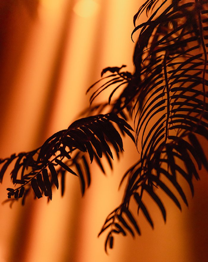 THREE THE ROOM OF (IN) SCENTS 京都府立植物園 LIGHT CYCLES KYOTO 観覧温室 夜 1