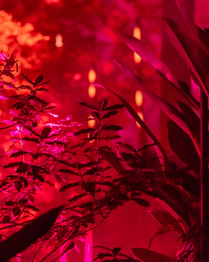 THREE THE ROOM OF (IN) SCENTS 京都府立植物園 LIGHT CYCLES KYOTO 観覧温室 夜 4