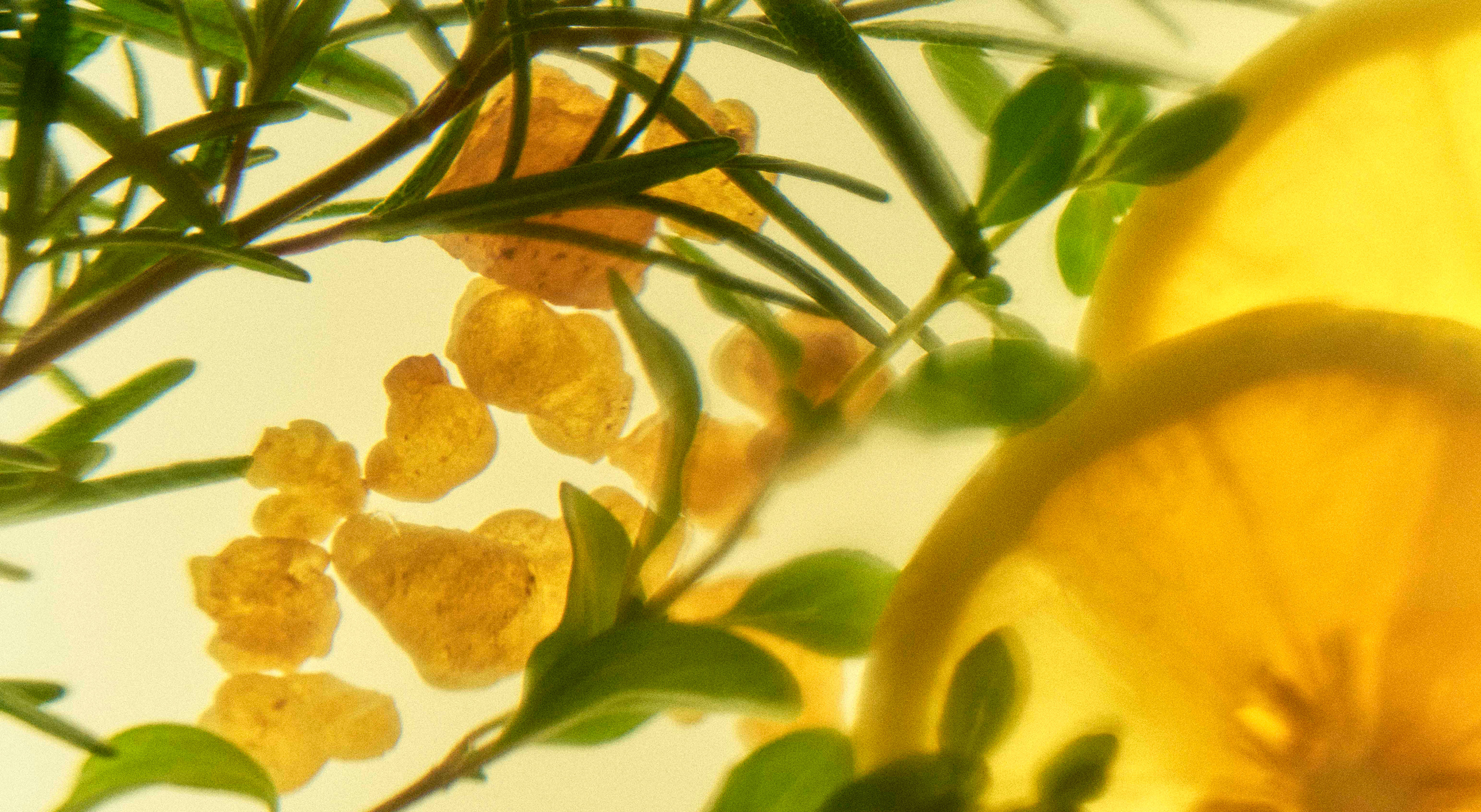 LAUNCH NEWS新たに、「バランシングクリア」シリーズが誕生。