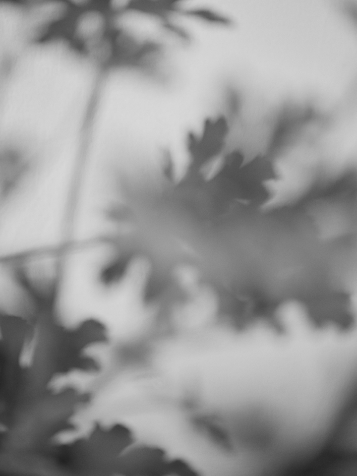 Scent 2