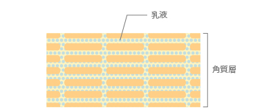 「肌の角質層に入っていく」乳液：図解1