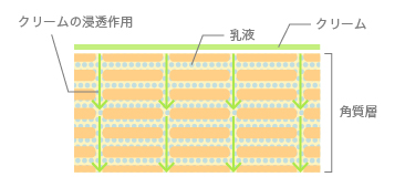 クリームは「閉じ込め＆浸透循環」：図解2