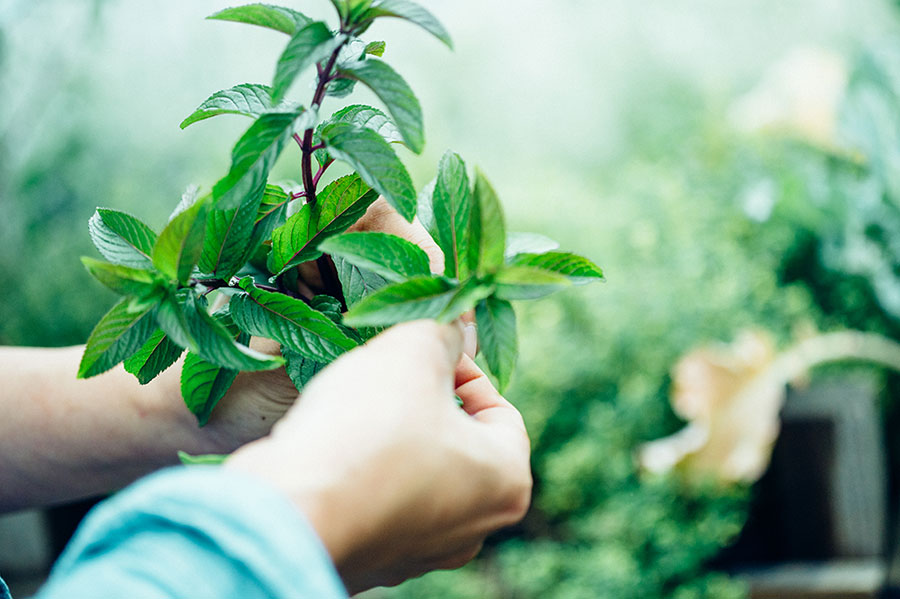 梅雨の週末、ハーブを植えよう。