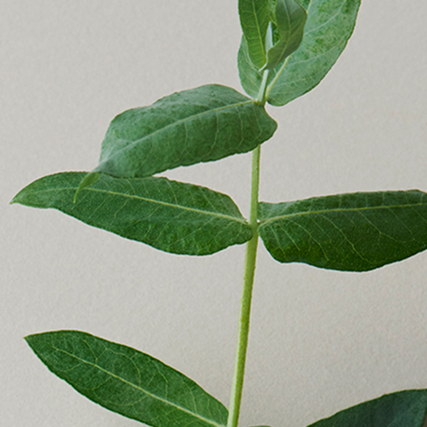 THREE エッセンシャルオイル ユーカリグロブルス（唐津）